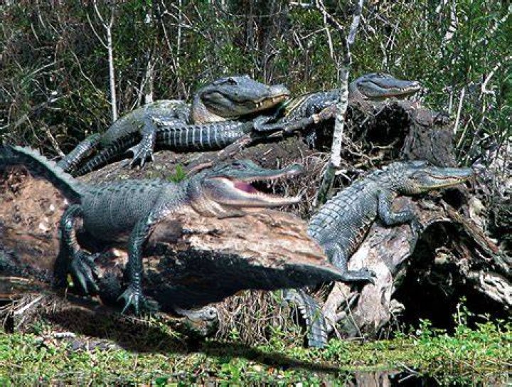 The gators caught in Swamp People are often larger than seven feet and can be tough to pull into the boat after they are killed