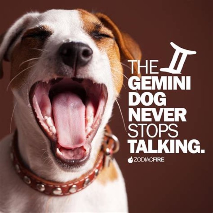 The Gemini Fire Dog has a life path number 6 which is the number of awareness and responsibility