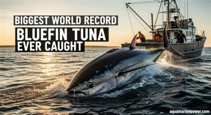 The heaviest Atlantic bluefin tuna on record clocked in at nearly 1,500 pounds