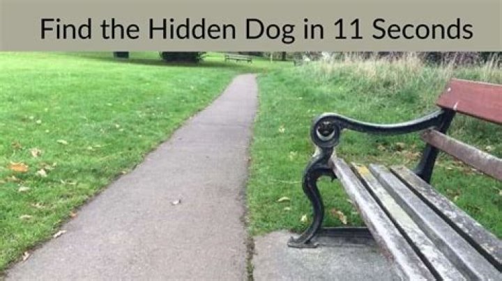 The hidden dog can be found in the fourth row from the top, toward the right side of the image