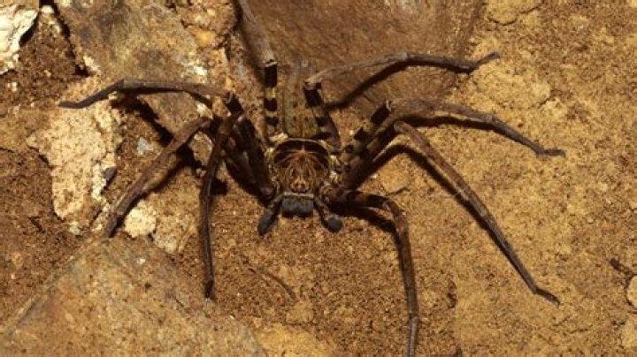 The huge spider is seen scurrying from under the rim of the toilet seat