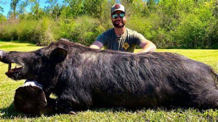 The hunter has killed hogs, deer, and geese