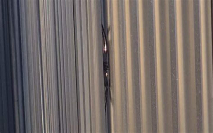The huntsman spider was hiding in his boxers