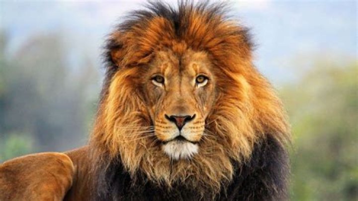 The Lion's Gate Portal is perfect for manifestation and luck