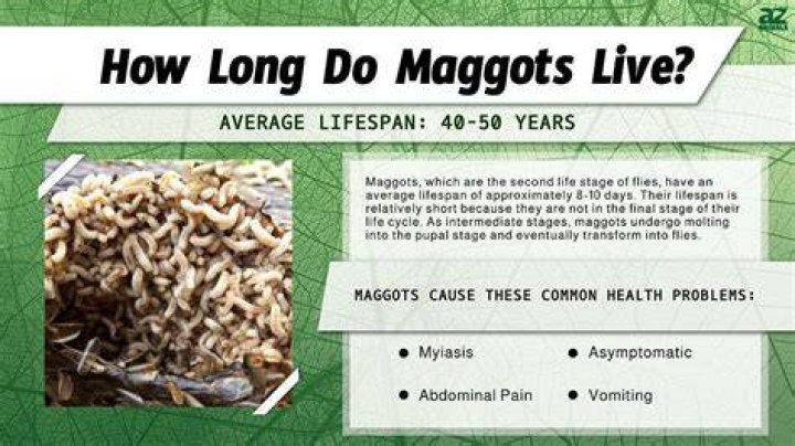 The live maggots were seen 'all over the floor'