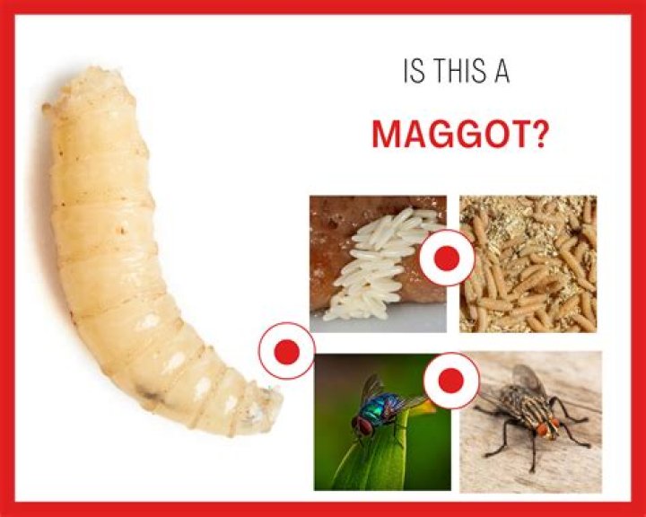 The maggots 'fell from the ceiling' on to the table where a woman as eating, it's alleged