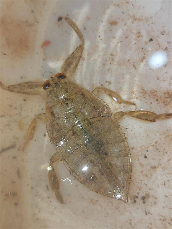  The mom caught the bug in a tissue after it came out of her daughter's eye
