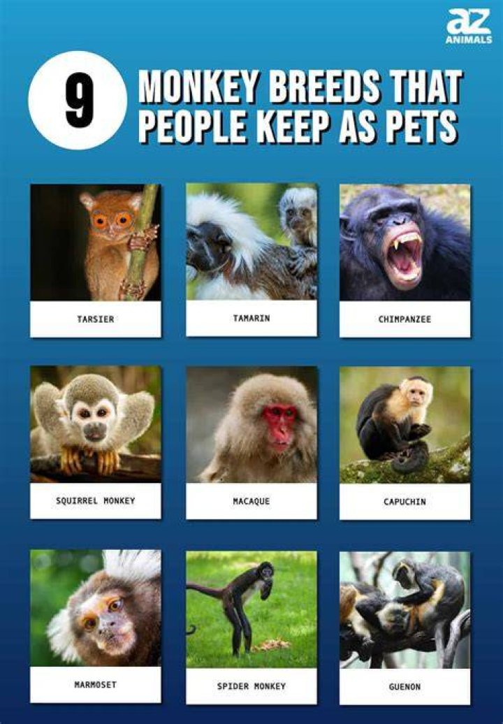 The Monkey can be an okay match with the Ox