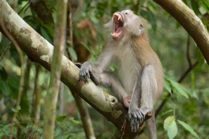 The monkeys seem to have found an innovative method of play.