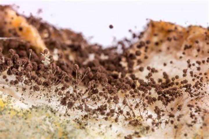 The mould spores are interfering with her breathing, she says