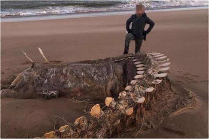  The mystery skeleton washed up on a Scottish beach