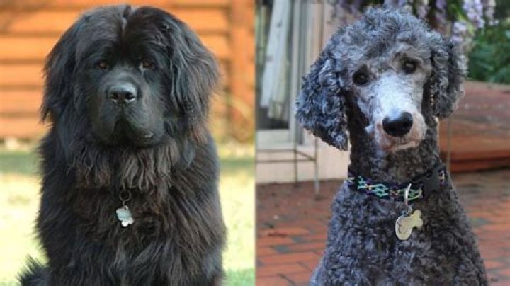 The Newfoundland-poodle cross weighs 7st and stands 5ft 3ins tall