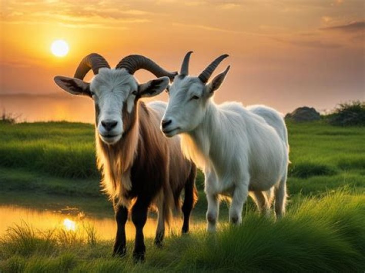 The Ox and the Goat are least compatible due to their many differences