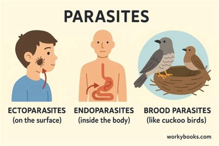 The parasites are get into the human body from animals