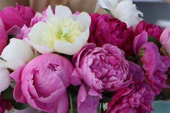 The perfect peonies to cheer up your week or someone else’s (if you’re a nicer person than me)