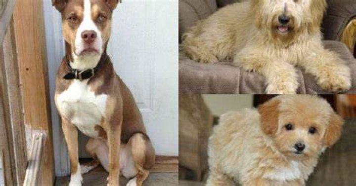 The pooches have a designer wardrobe worth over &pound;20,000
