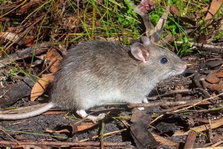 The Rat's best and worst matches depending on the zodiac signs