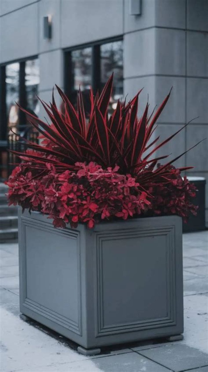 The resulting planter looked amazing, and perfect for her eye-catching plant