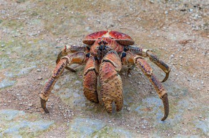 The robber crab got hold of three clubs