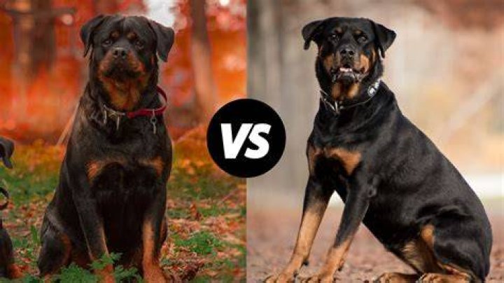 The Rottweiler was in second place
