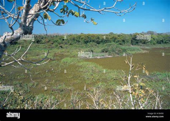 The search of the swampland is due to resume Sunday morning