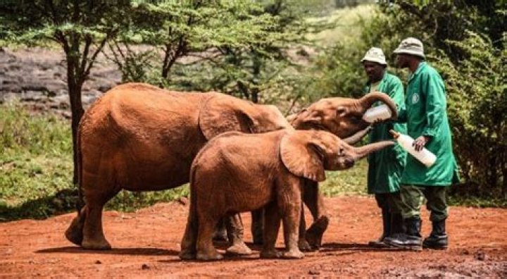 The Sheldrick Wildlife Trust will ensure there are wardens on hand to monitor and assist the transition