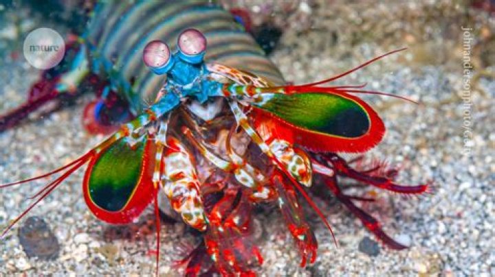 The shrimps can smash their way into rivals&rsquo; burrows, researchers say
