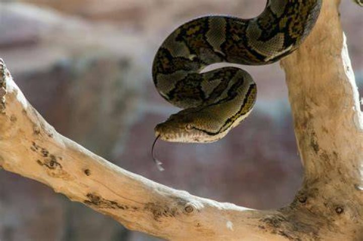  The Snake allows a loving caress