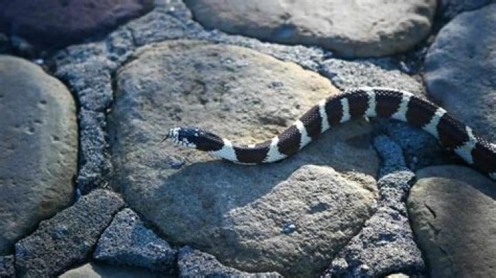 The species can strike at speeds of up to 50mph