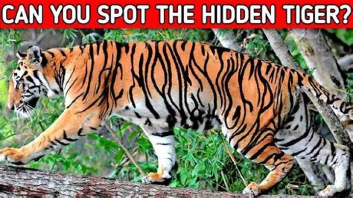 The tiger was hidden in the left side of the image