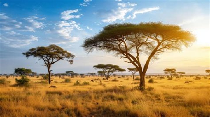 The vast savannah and wetlands surrounding Karanambu are home to lumbering, bushy-tailed giant anteaters