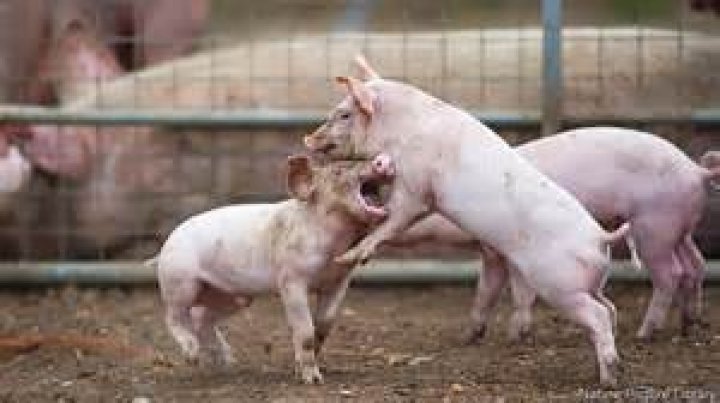 The weakest pigs were defenceless to being eaten alive