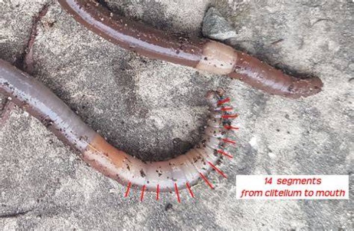 The weird worms are squeezed out from the bug's chest