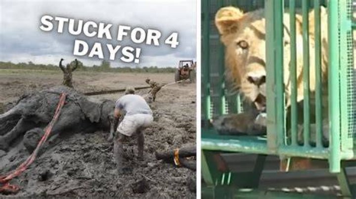 The wild animal was freed from the grille and put into the trailer to later be released