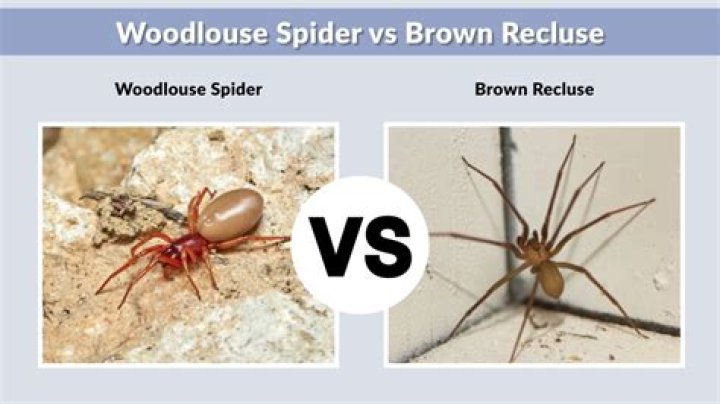 The woodlouse spider is not harmful to humans