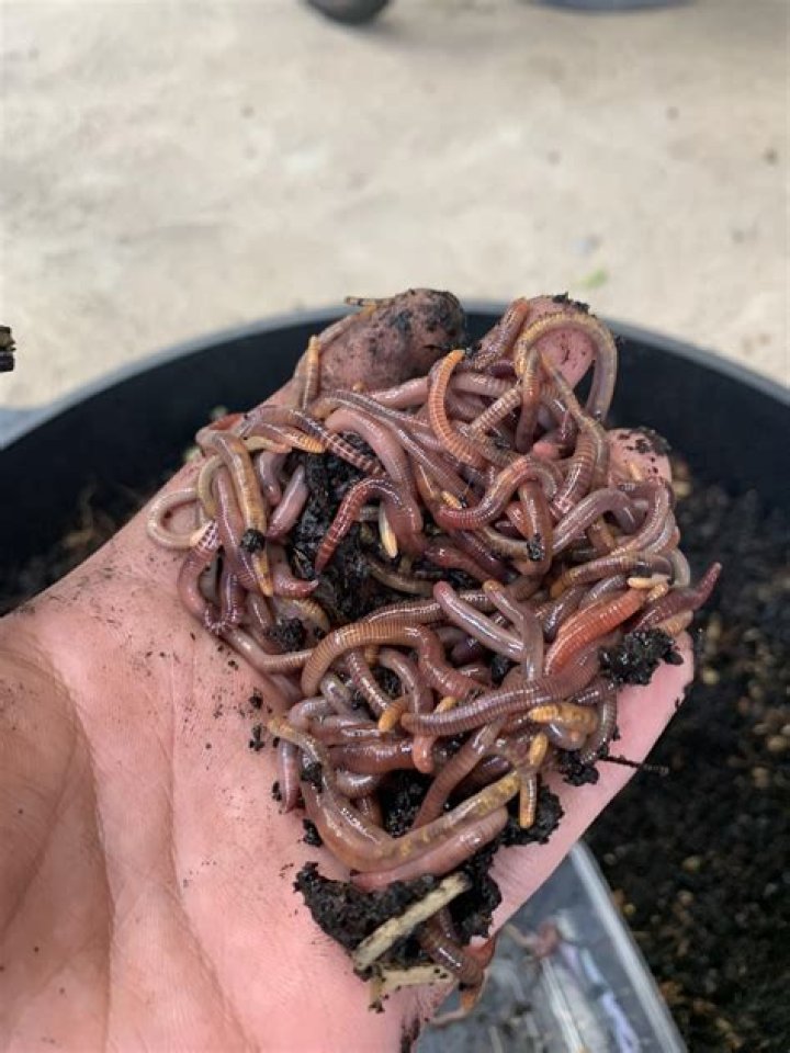 The worms that were pulled from the man's eye