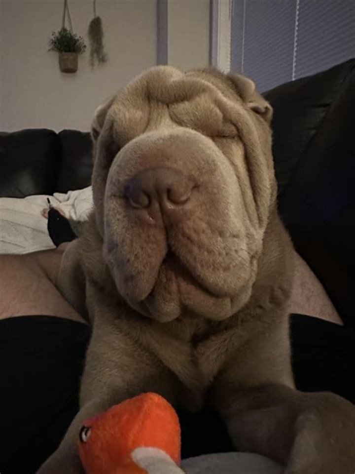 The wrinkly pup fell fast asleep against the skirting boards