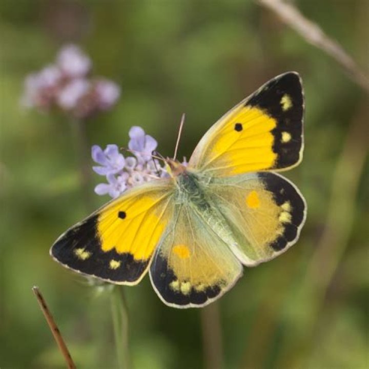 The yellow butterfly can be found toward the top left of the brainteaser