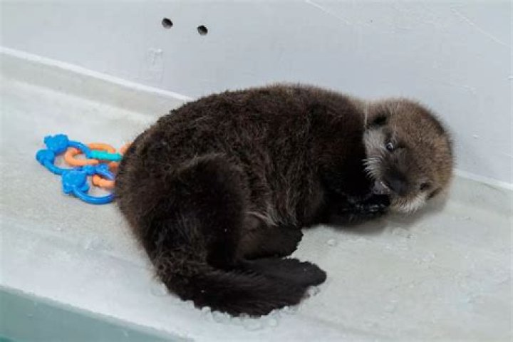 The youngster was found alone in his pyjamas at 2pm