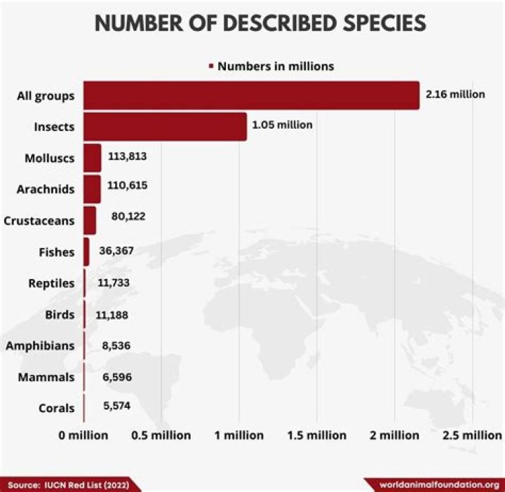 There are thousands of species of jumping spiders
