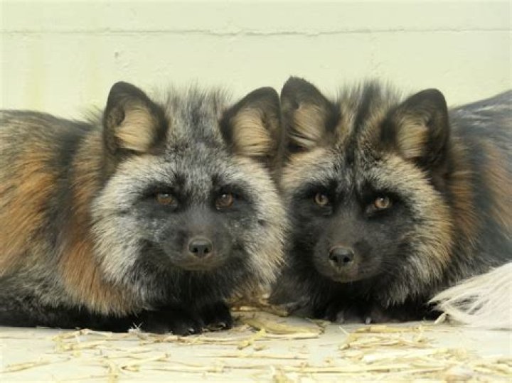 There are two silver foxes roamin gthe streets after a 'twin' (left) of George Clooney (right) was spotted