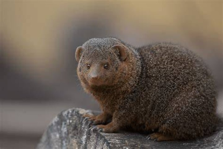 These dwarf mongooses give the photography an adorable smile.