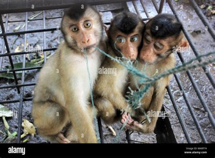 These monkeys are ready for a spin around town. 