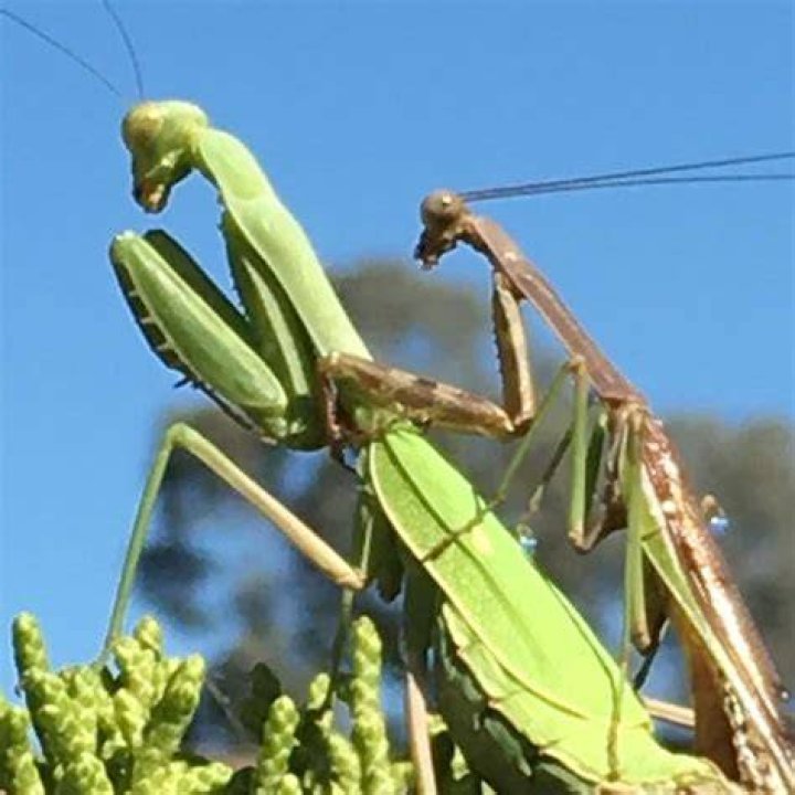 They had occupied the mantis - their host - and feasted on its fat and brain