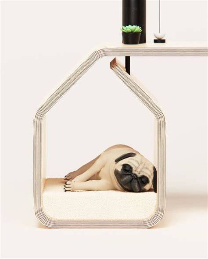 This dog decided the furniture was the perfect place for a kip