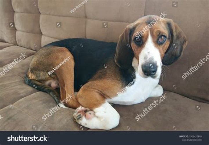 This fuzzy hound stretched right out while snoozing on the sofa