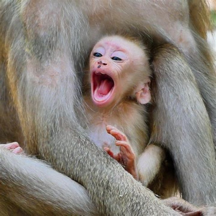 This monkey had a little case of the itchy backside.