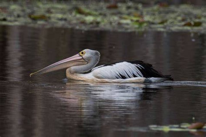 This pelican seems to be practicing a magical spell.