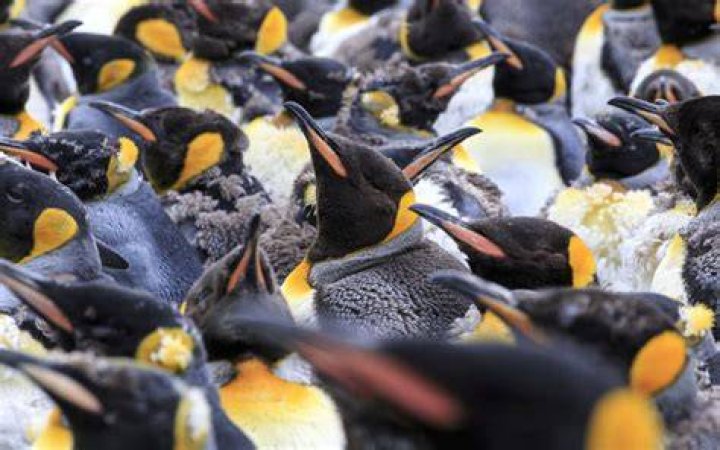 This penguin appears to be sick and tired of all the walking.