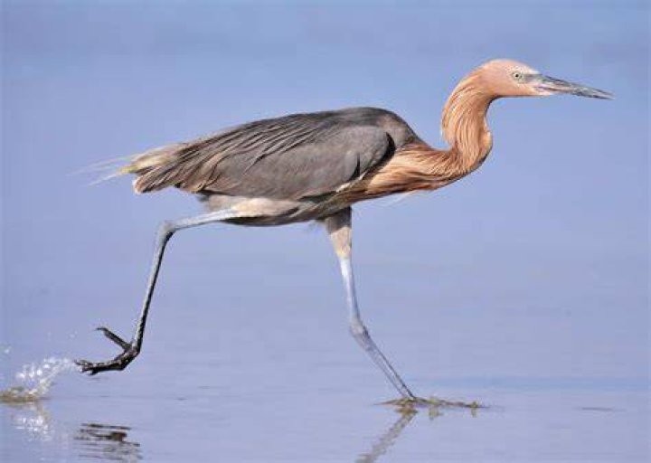 This reddish egret looks like it woke up on the wrong side. 